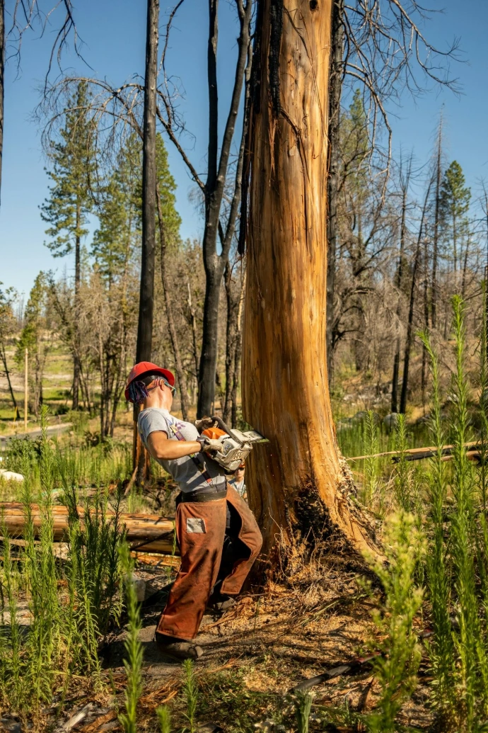 a man is cutting a tree with a chainsaw in a forest
