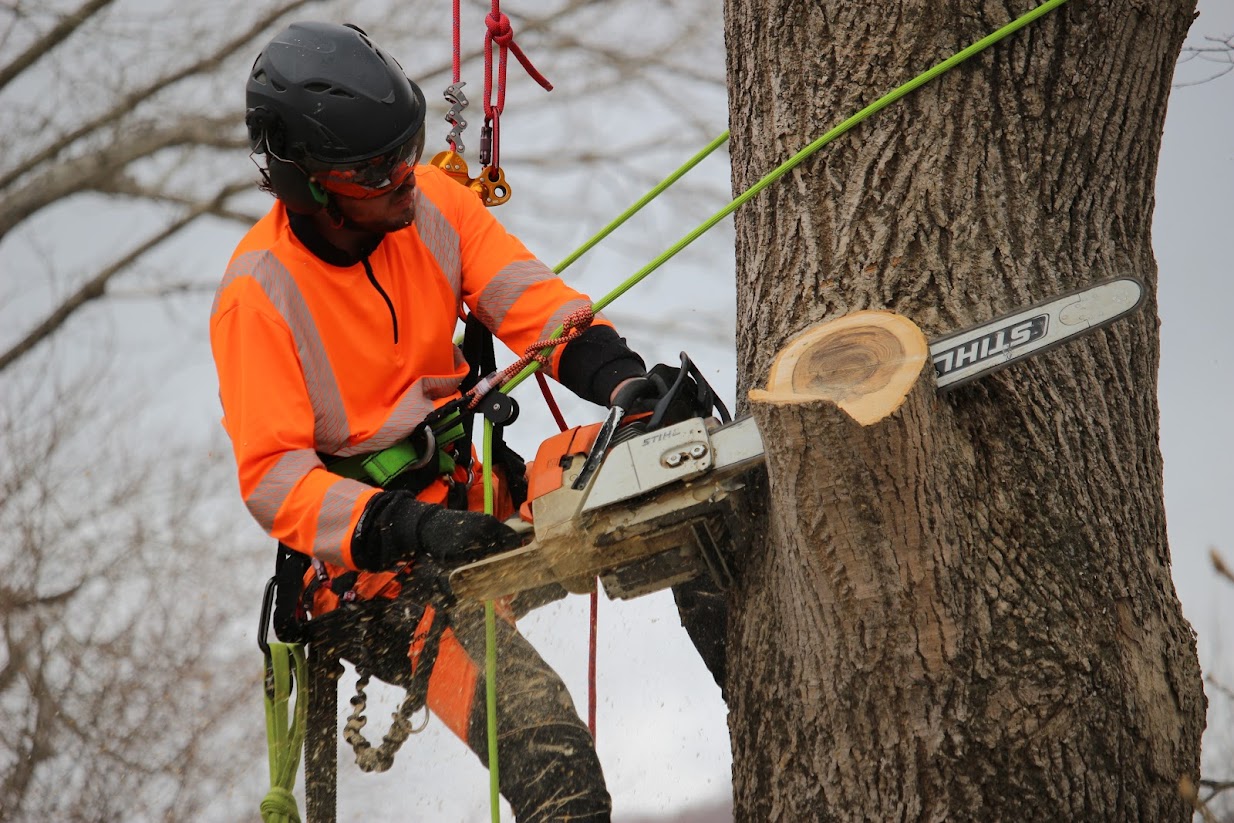 A tree surgeon trimming the branches of a tree