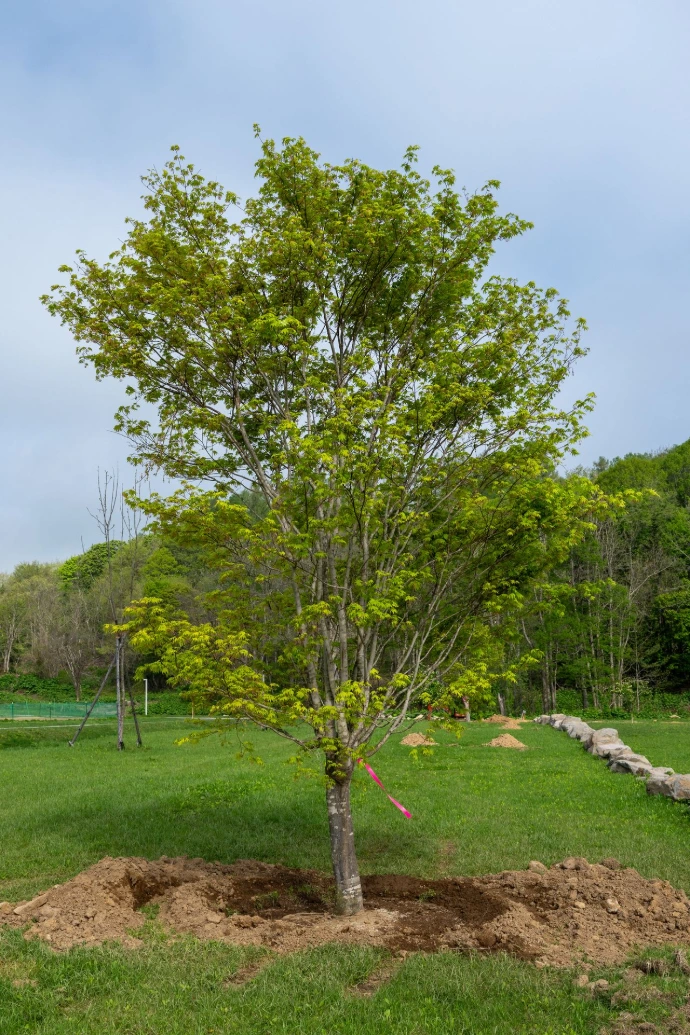 a planted tree (marple)
