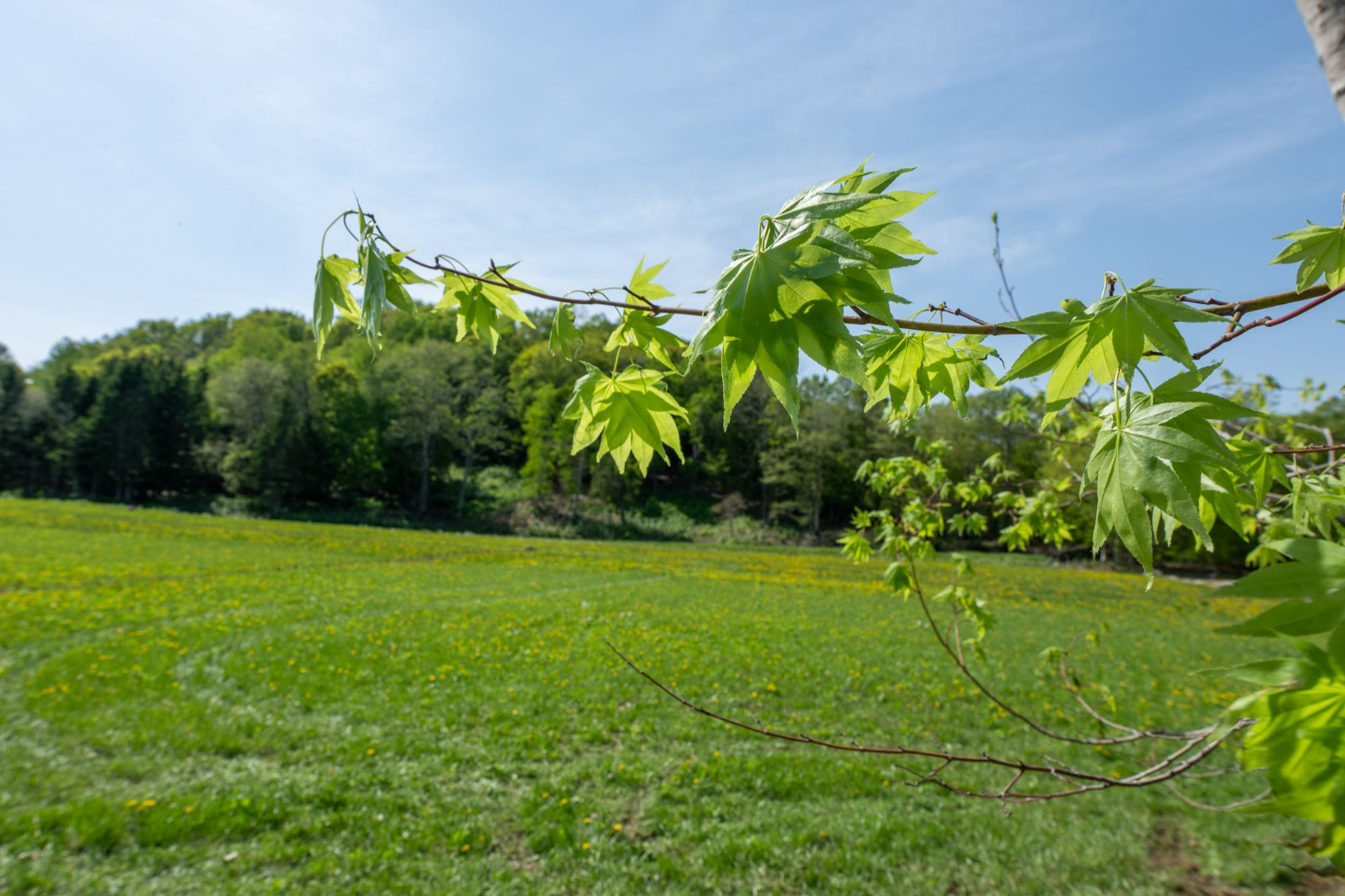 Field