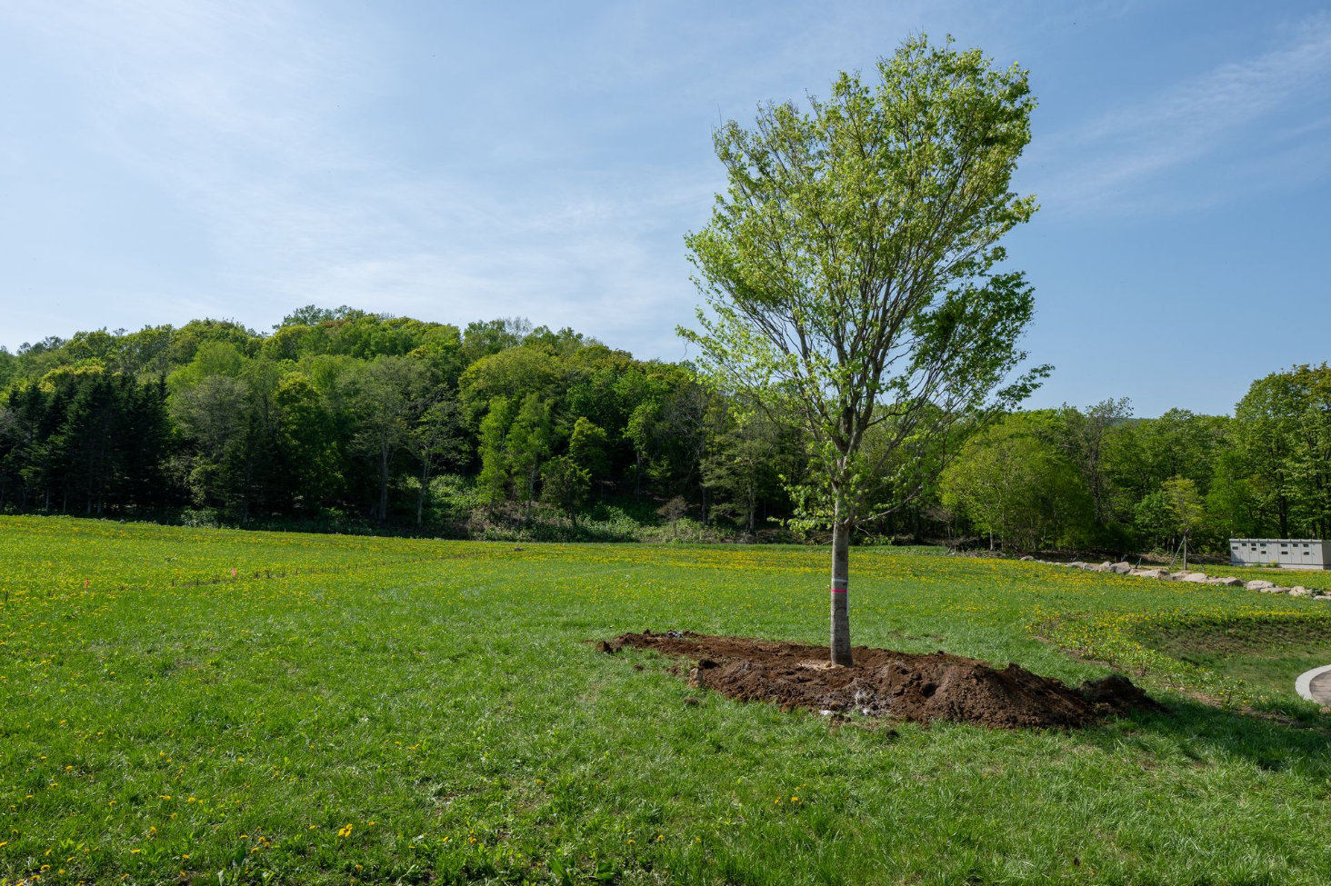 a planted marple 